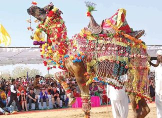 अन्तरराष्ट्रीय ऊंट उत्सव