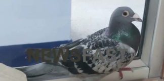 This soldier has been serving the suspect pigeon for two months