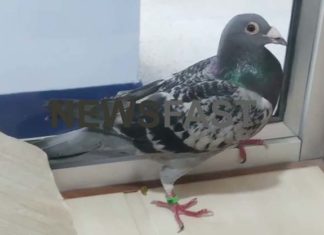 This soldier has been serving the suspect pigeon for two months