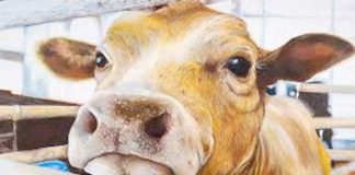 Corona virus will die from cow's antibodies, this country finds new treatment