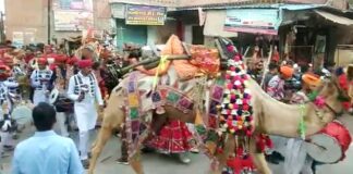 Neither camel camp nor foreign tourists, district level international camel festival