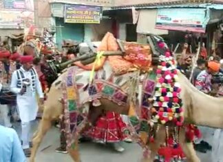 Neither camel camp nor foreign tourists, district level international camel festival