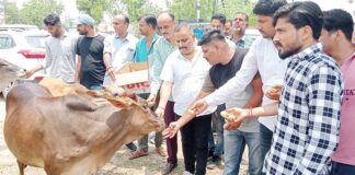 Celebrated birthday by serving dumb animals, claim from Bikaner East region