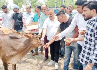 Celebrated birthday by serving dumb animals, claim from Bikaner East region