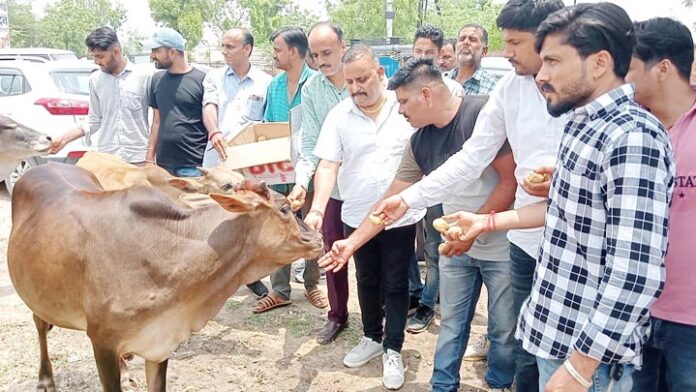 Celebrated birthday by serving dumb animals, claim from Bikaner East region