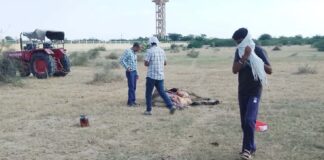 Unknown person poisoned cows in Kodamdesar, six cows died