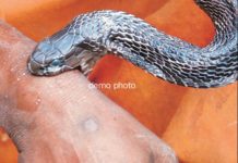 सांप काटने से ग्रामीण की मौत