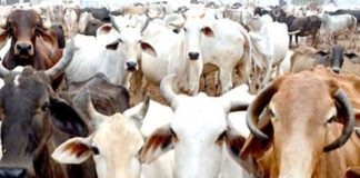 गोअभ्यारण्य