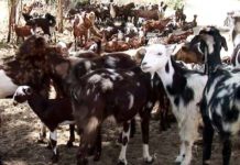 बकरी के दूध