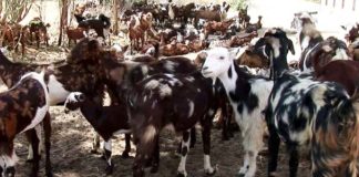 बकरी के दूध