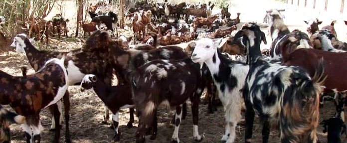 बकरी के दूध