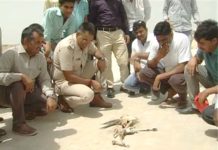 विश्वविद्यालय