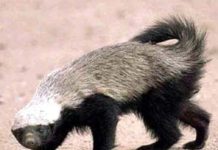 बीकानेर में जंगली जानवर से दहशत