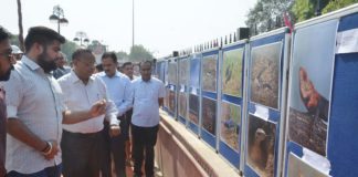 वाइल्ड लाइफ