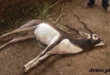 बेखौफ शिकारी, चिंकारा का किया शिकार