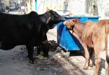 खुले में गायों को छोड़े जाने पर होगी कार्रवाई