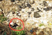 निगम की नाकारी, असहाय महापौर, नाले में फंसी गाय